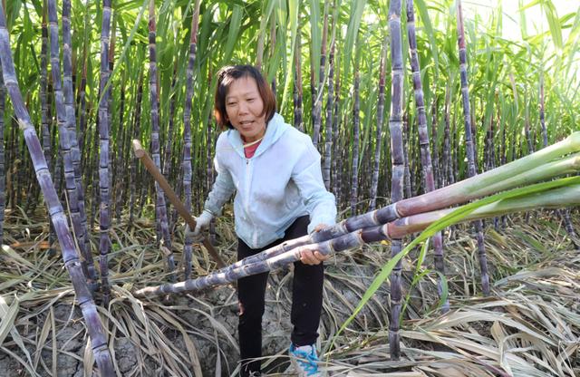 嘉定本地产甘蔗、芦粟、水果玉米上市5