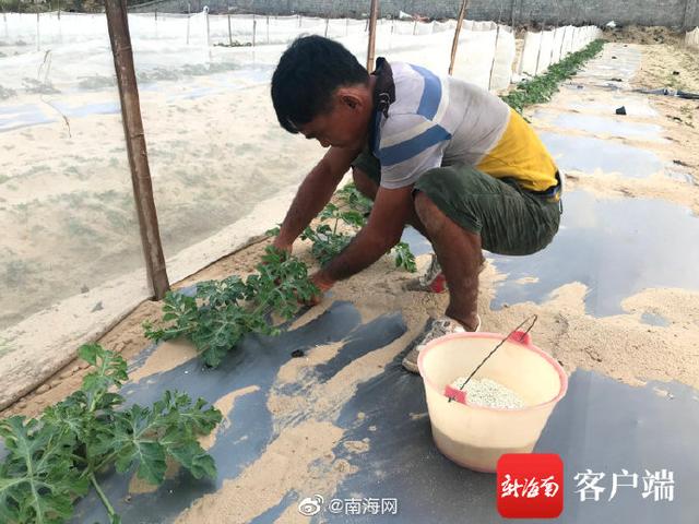 陵水一哈密瓜地喷施除草剂不当 邻田西瓜苗遭了殃3