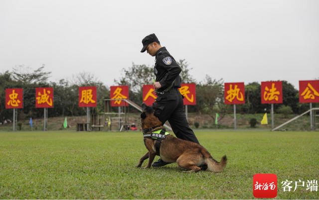 警犬图片