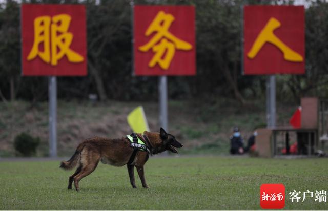 警犬图片