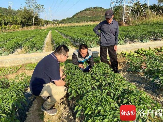 辣椒莫名烂叶落花愁坏三亚农户 农技专家及时支招2