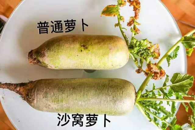 天津沙窝萝卜