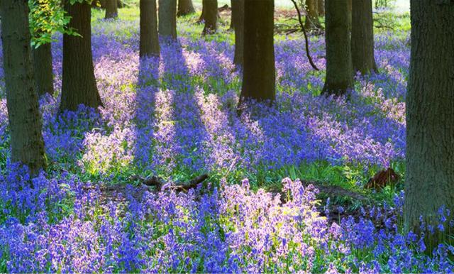 什么身体乳能吸引异性