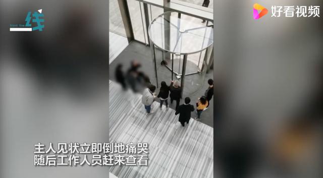 宠物狗被卡旋转门女子倒地哭喊 宠物狗被卡旋转门女子倒地哭喊（狗狗被卡旋转门） 动物