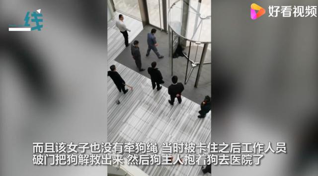 宠物狗被卡旋转门女子倒地哭喊 宠物狗被卡旋转门女子倒地哭喊（狗狗被卡旋转门） 动物