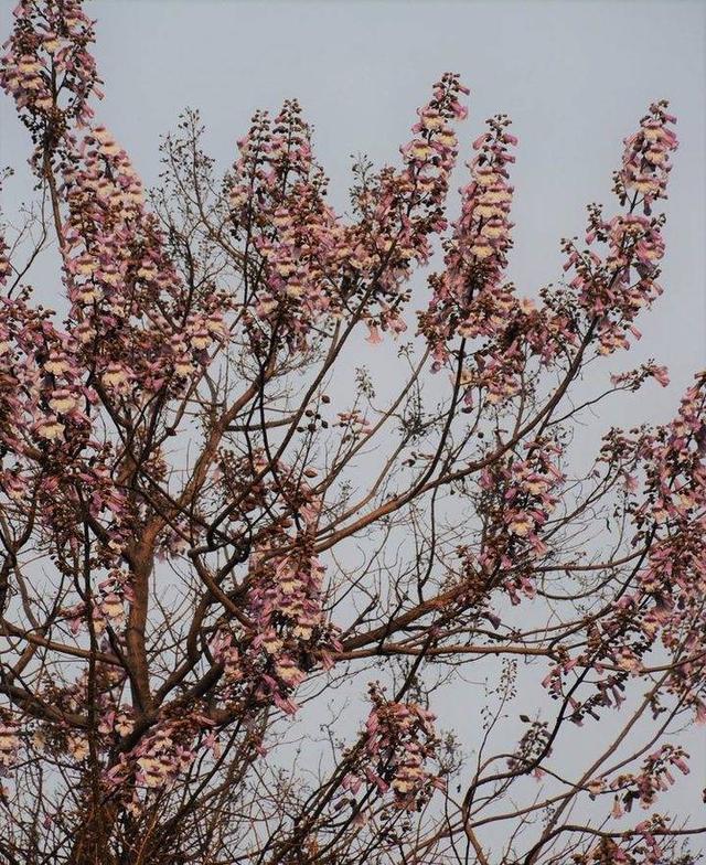 梧桐花