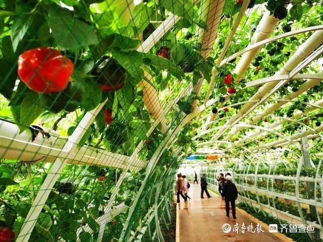 潍坊滚筒螺旋洗砂机价格
