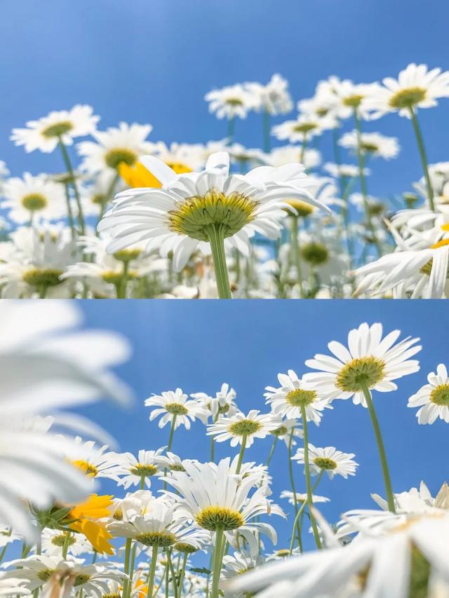 雏菊花海图片