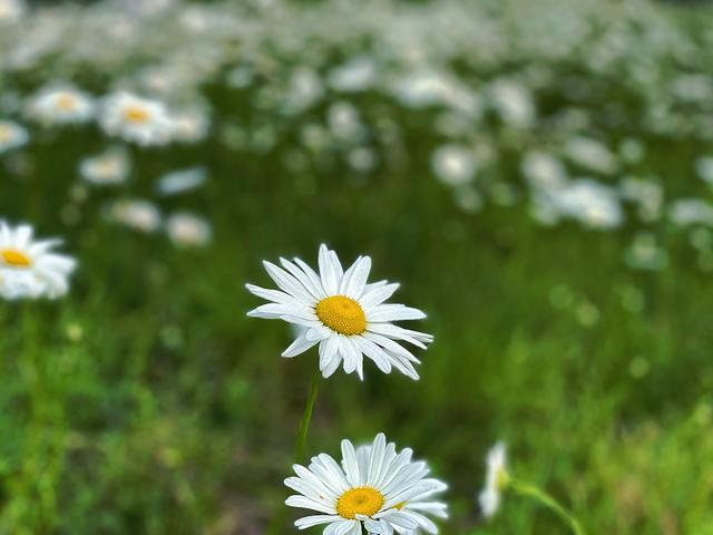 雏菊花海图片