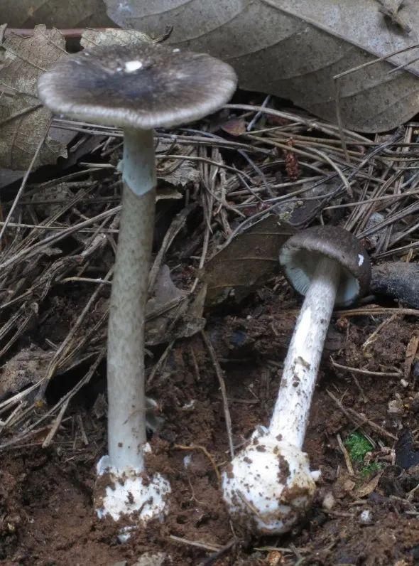 湘潭洗砂脱水一体机