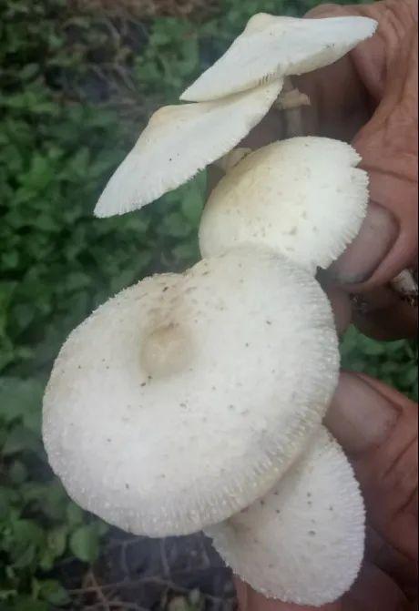 湘潭洗砂脱水一体机