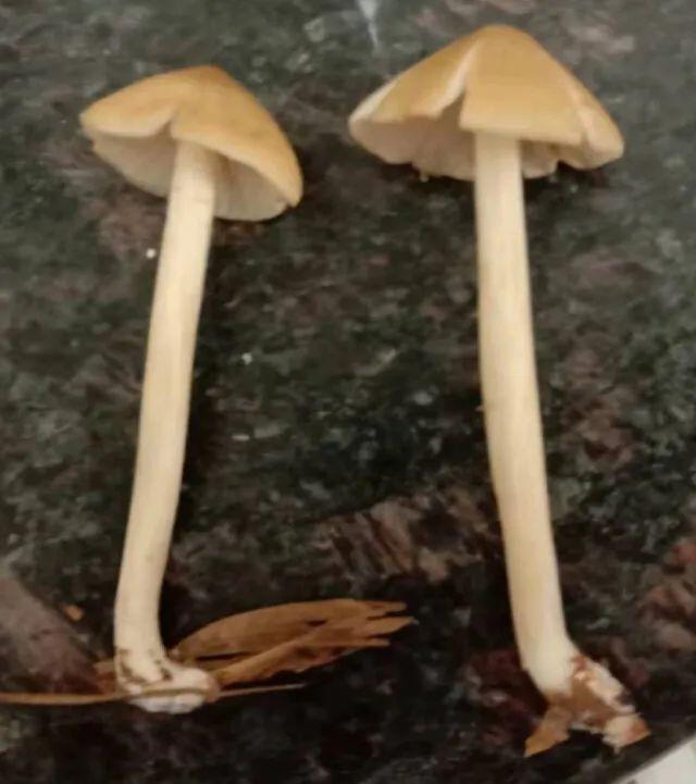 湘潭洗砂脱水一体机