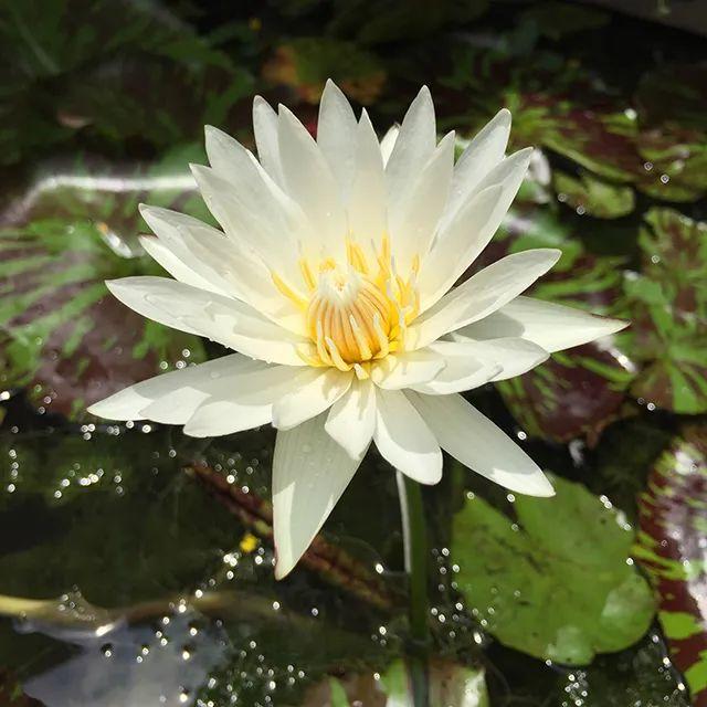 金秋吃藕最养人！生吃、熟吃各有功效，别吃错了～