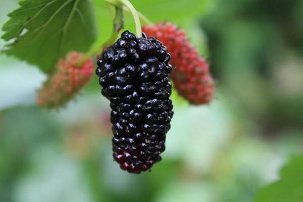 桑葚好吃，并非百无禁忌