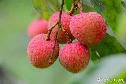 如何正确吃荔枝？