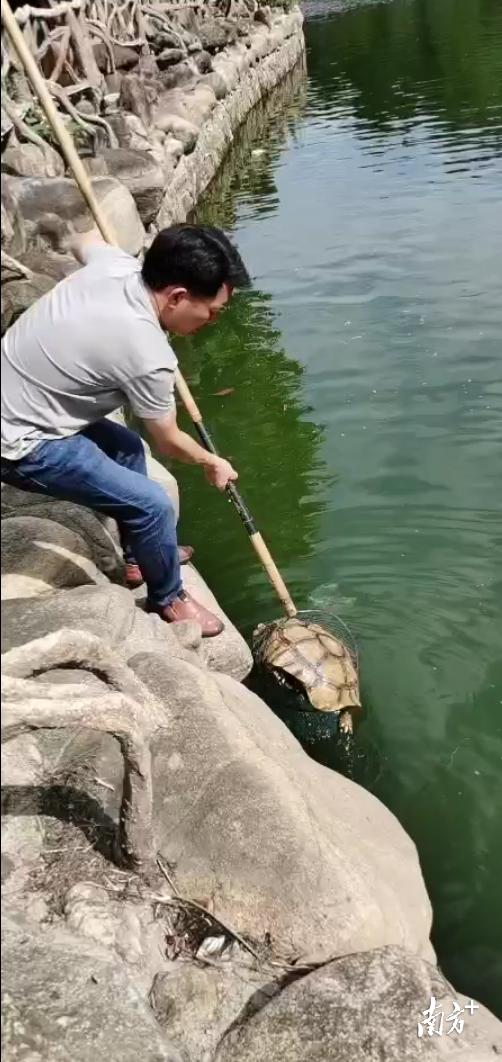 陆龟会游泳吗视频