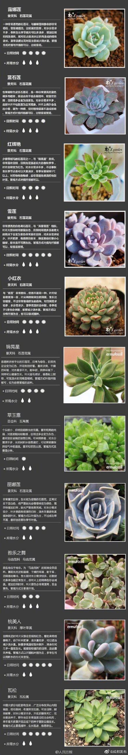 肉肉植物 肉肉植物（多肉植物种类） 生活