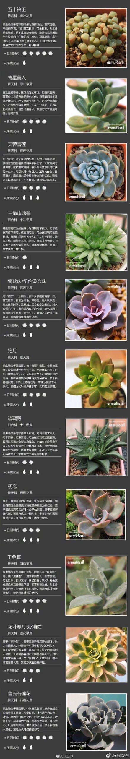 肉肉植物 肉肉植物（多肉植物种类） 生活