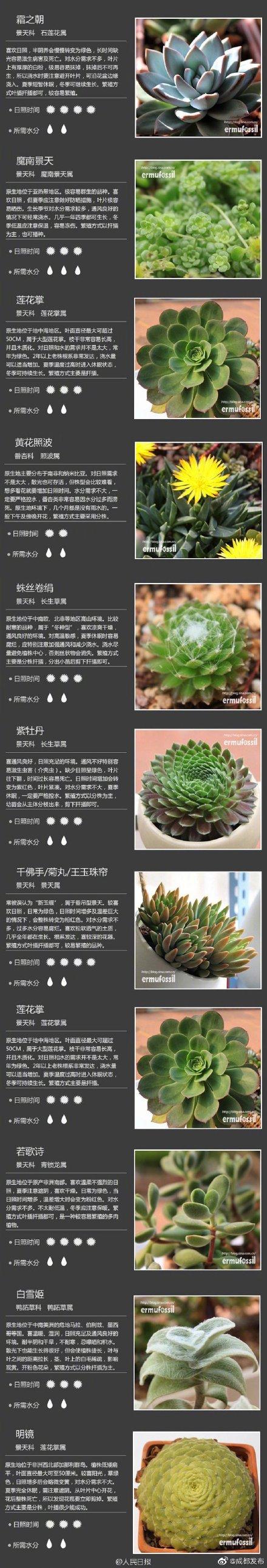肉肉植物 肉肉植物（多肉植物种类） 生活