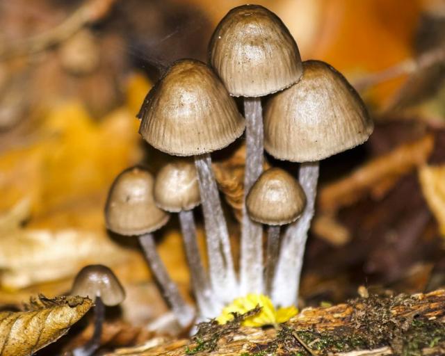 野生蘑菇要慎食，民间流传下来的“辨别经验”并不靠谱