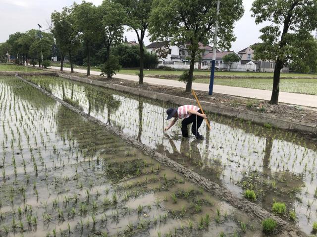 抓住“三夏”关键期，嘉定各项田间试验稳步推进5