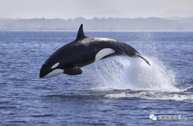 虎鲸攻击人类事件（虎鲸攻击人类事件多吗）