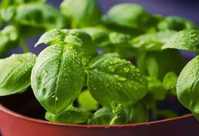 这种草药不仅气味清新更是夏日食疗佳品