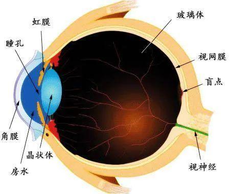 蓝眼睛