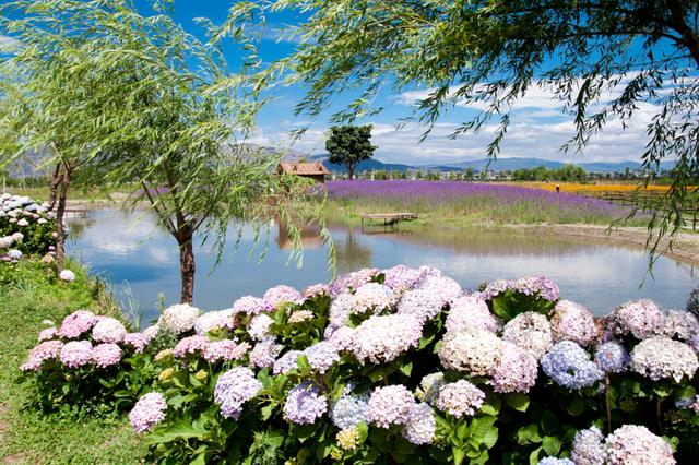 歸田園居 | 大理的這些花海田園，藏著最美的鄉愁、最慢的生活