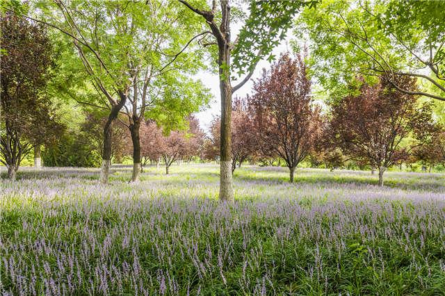 山東好景｜濟南植物園享受初秋的寧靜