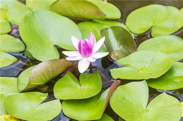 山東好景｜濟南植物園享受初秋的寧靜