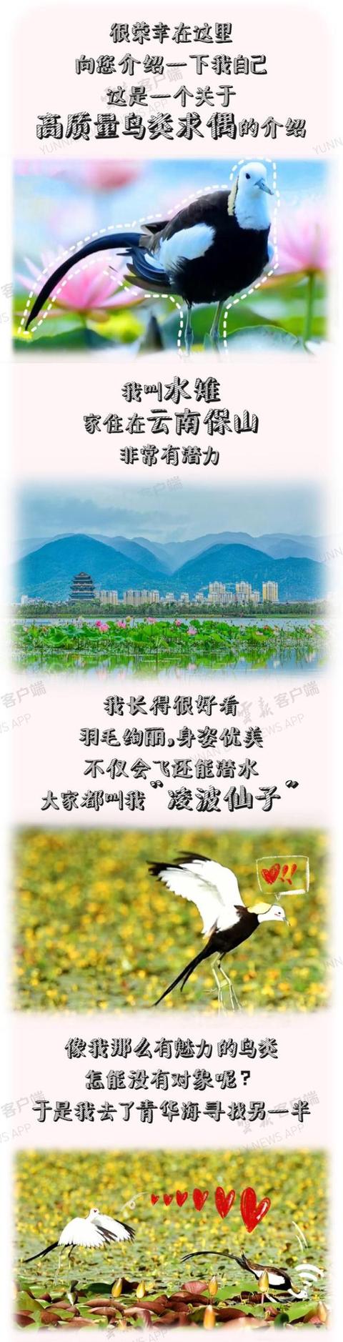 七夕丨它們在雲南相愛瞭