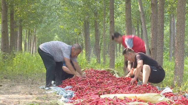 德州乐陵：800亩林下套种辣椒喜获丰收 每亩净利润约3000元2