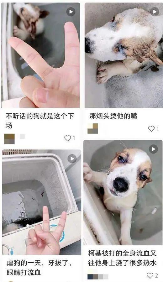 洗衣机洗狗