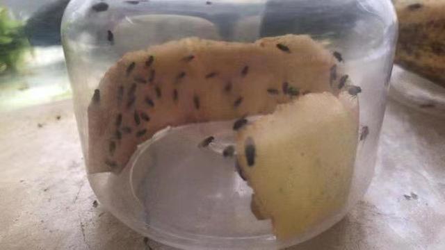 和孩子一起读书，养昆虫，认识大自然