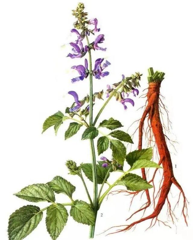 「中医药科普」吃参有讲究，你选对了吗？