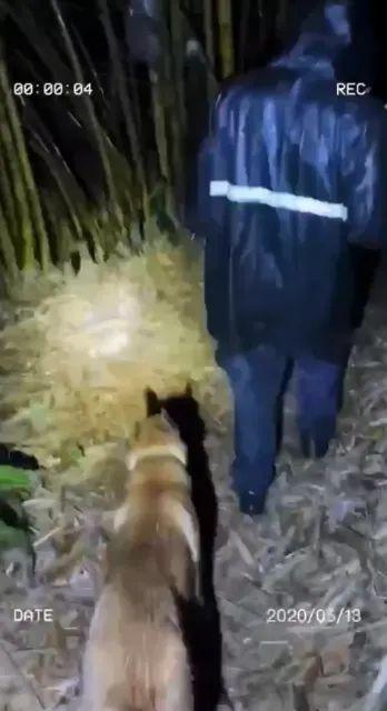 破防！眼镜蛇突袭，云南一警犬挡在民警身前不幸牺牲……