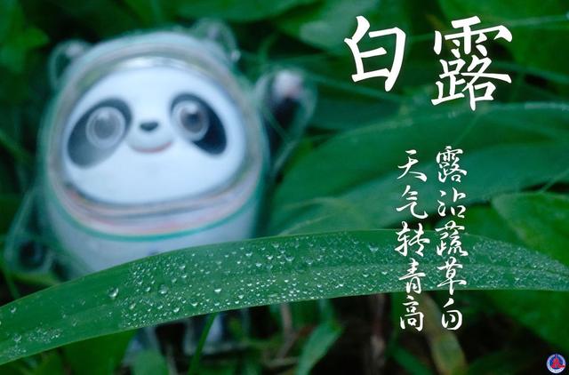 白露是什么时候的节气(白露节气的代表植物)