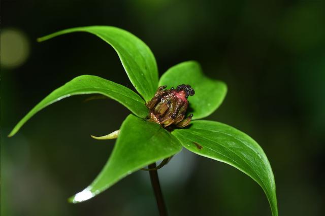 珍稀植物 珍稀植物（珍稀植物资料） 生活