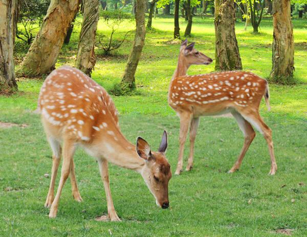 菏泽首家亲子鹿园预约了~_山东旅游/玩耍攻略