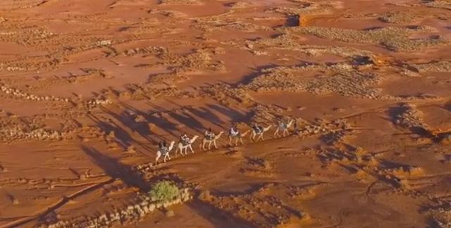 百万骆驼大军，“拿下”澳大利亚