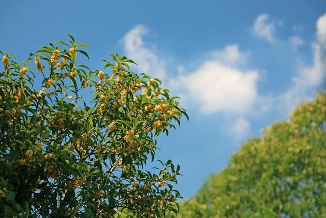 桂花什么时候开 桂花什么时候开（春桂花什么时候开） 生活