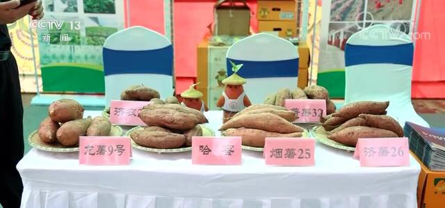 济宁新型破碎机供货商
