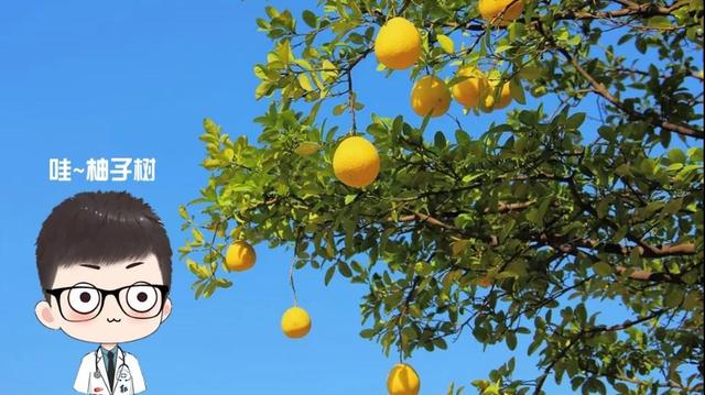 “柚”来征战地 不见有效还——这些药可别和柚子一起吃