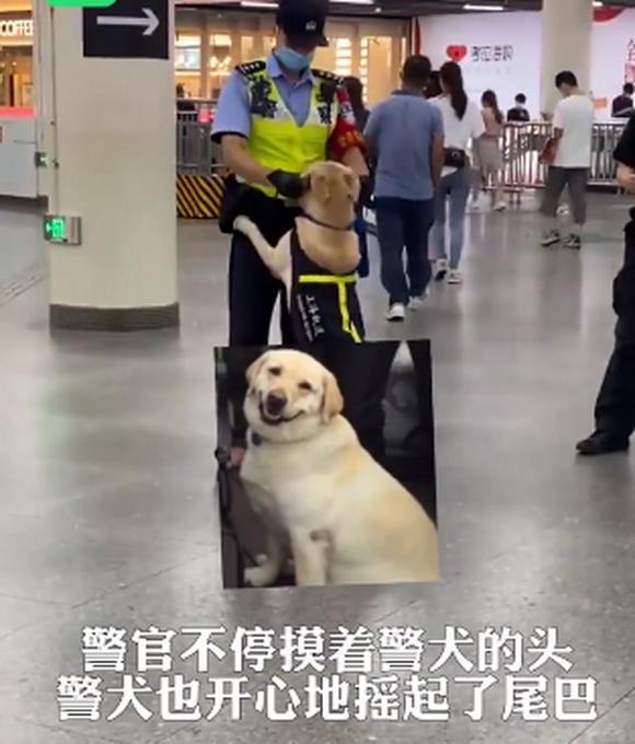 可爱！上海地铁站警犬卖萌求抱抱，警官摸脸好温柔