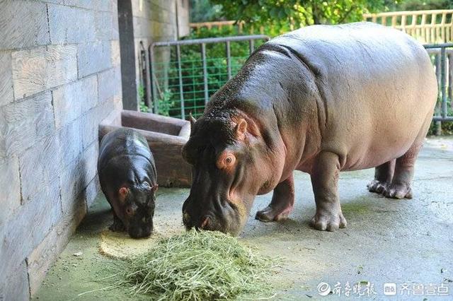潮玩遊覽新方式 快來濟南野生動物世界開啟自駕狂歡 Kks資訊網