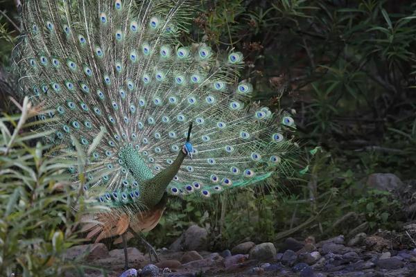 屁股尾巴骨处皮肤像鱼鳞一样