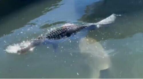 鳄鱼被虎鲨“猛追”约2分钟，游客拍下潜伏鲨鱼袭击鳄鱼的惊险一幕