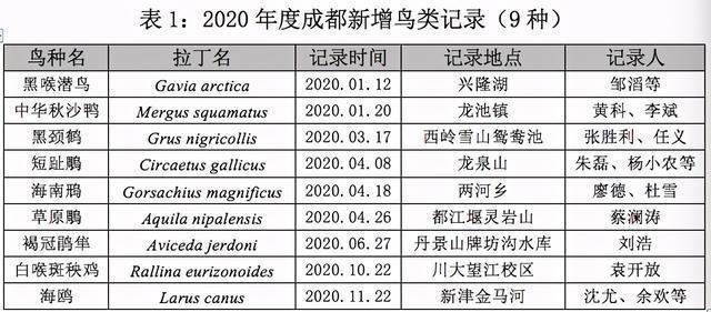 demo 褐冠鹃隼（褐冠鹃隼如何分别公母） 动物