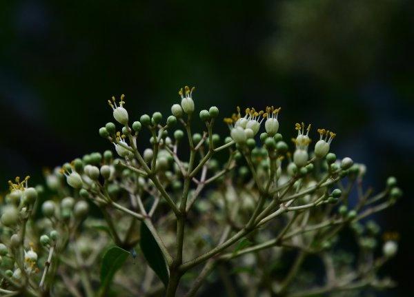 茱萸图片 茱萸图片（吴茱萸图片） 生活